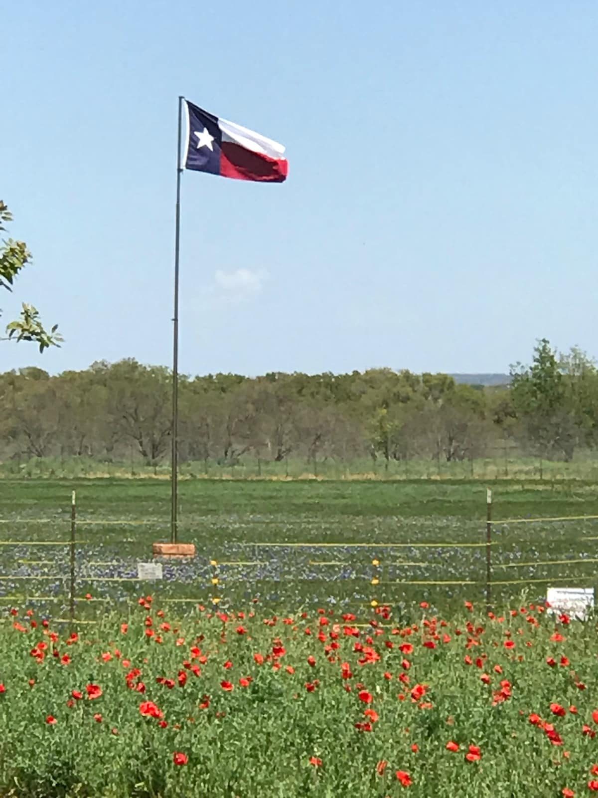 Enjoy the Texas wildflowers in the Spring